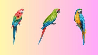 Elige uno de los loros en esta imagen para conocer cuál es tu verdadera identidad