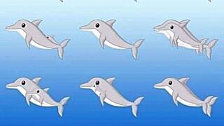 ¿Cuántos delfines ves en la foto? El reto viral que ha cobrado popularidad en usuarios