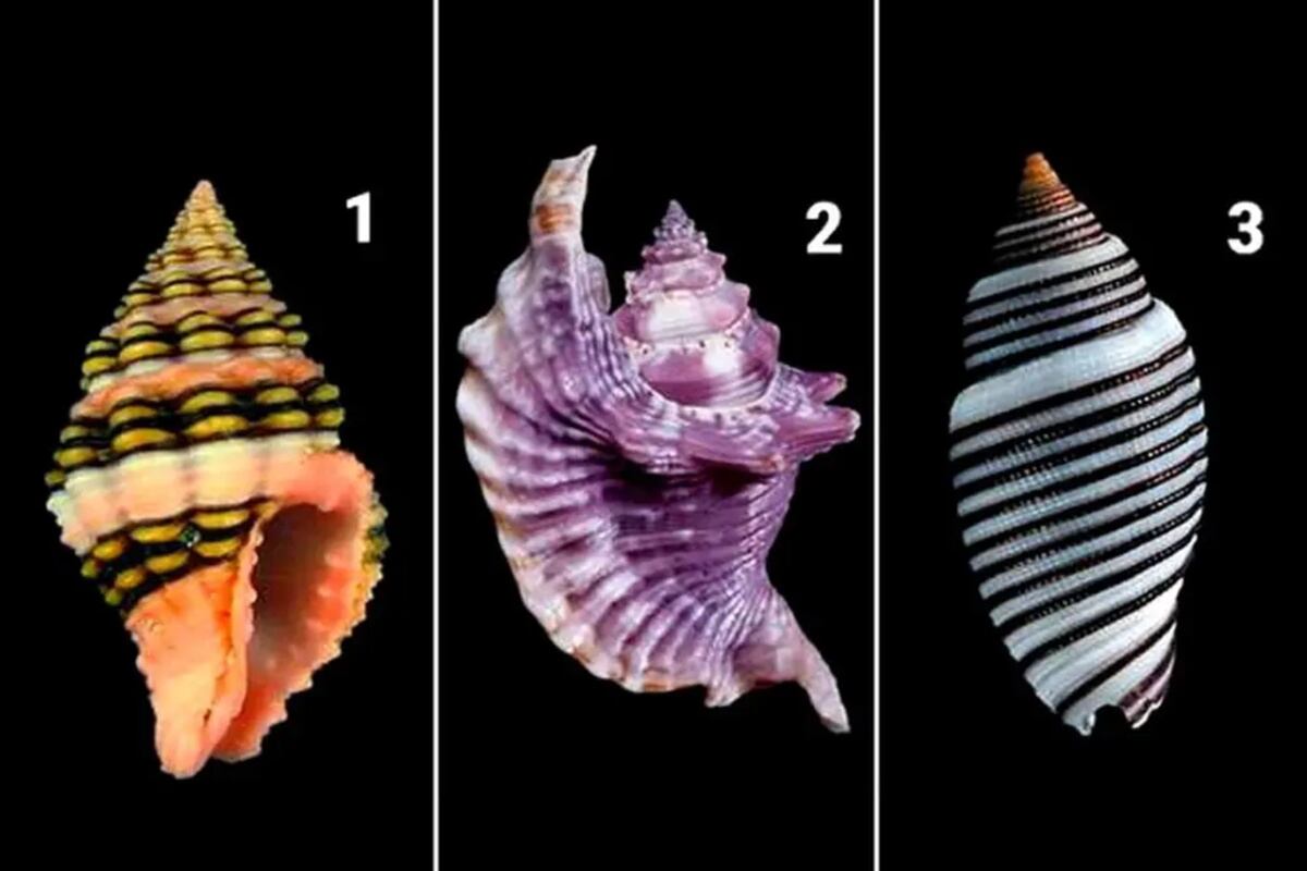 TEST VISUAL | Esta imagen te muestra tres conchas marinas. Todas son diferentes y tú debes escoger una. (Foto: namastest.net)