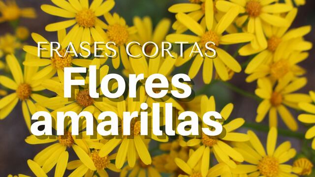 ▷ 100 frases cortas y llenas de amor sobre flores amarillas en México para dedicar el 21 de marzo
