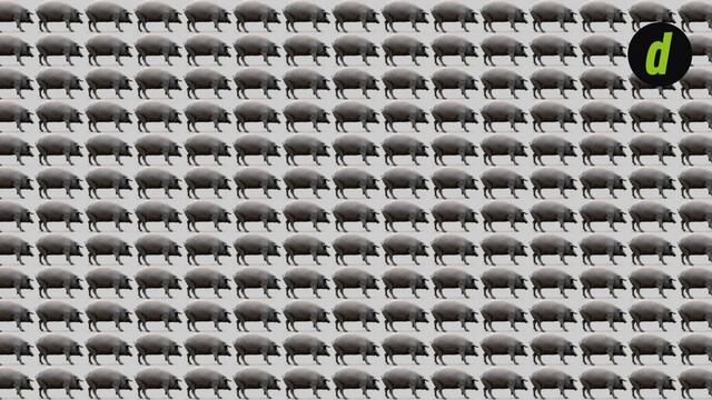 Tu tarea de hoy es hallar al hipopótamo en la imagen: solo un 4 % superó este acertijo visual