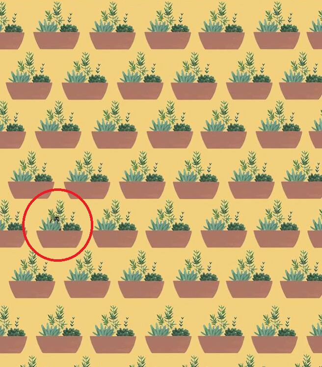 Descubre al gato escondido entre las plantas en menos de 6 segundos: un desafío para los más observadores (Foto: GenialGuru)