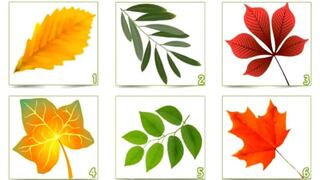 Te enterarás de muchas cosas sobre ti con solo elegir una hoja