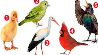 Test viral: El ave que más te guste te revelará un aspecto desconocido de tu personalidad