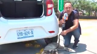 Reportero interrumpe transmisión en vivo para salvar a perro herido en la calle