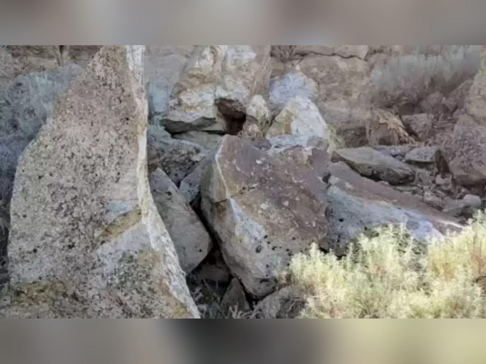 DESAFÍO VISUAL | Busco un conejo en esta ilusión óptica. ¿Puedes ayudarme a encontrarlo? | Fresherlive