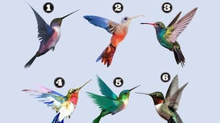 Conoce tu actitud ante la vida: Elige un colibrí para descubrir tu forma de enfrentar los desafíos