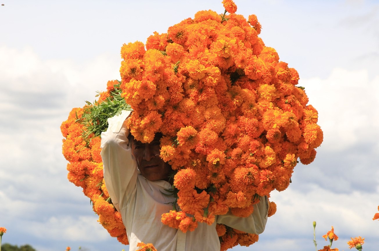 La flor de cempasúchil es la más pedida por las personas durante el Día de los Muertos (Foto: AFP)