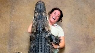 Enorme caimán de más de 90 kilos protagoniza increíble video viral al abrazar a su cuidadora