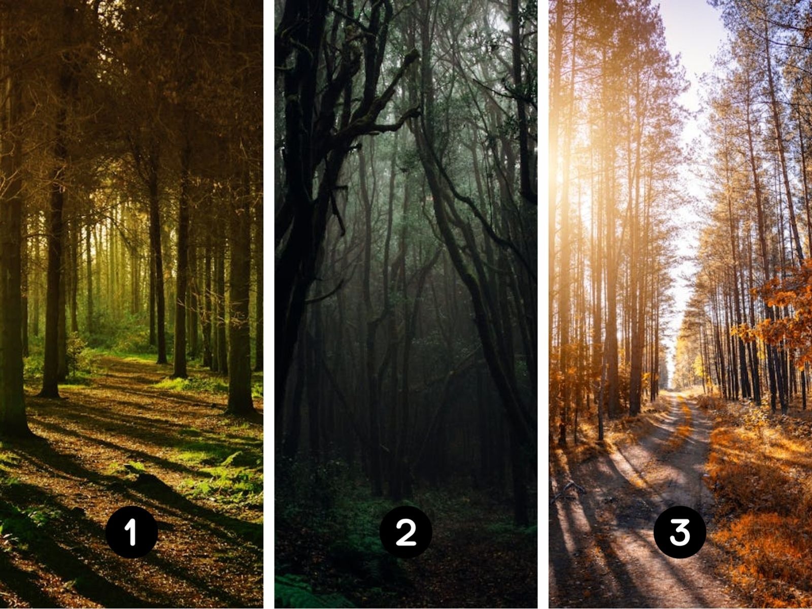 TEST VISUAL | Cada bosque está dispuesto a revelarte datos sobre tu ser interior. (Foto: Composición Freepik / Depor)