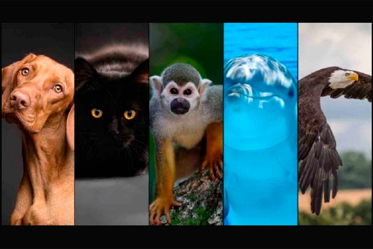 TEST VISUAL | Simplemente escoge una de las alternativas y luego descubrirás los resultados. | Foto: iProfesional