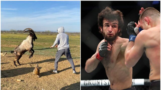 ¡Encontró nuevo rival! Peleador ruso de UFC tuvo insólito entrenamiento con un cabra [VIDEO]