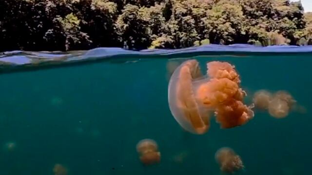 Fotógrafo submarino capta impactantes imágenes de medusas flotando en un lago de Oceanía