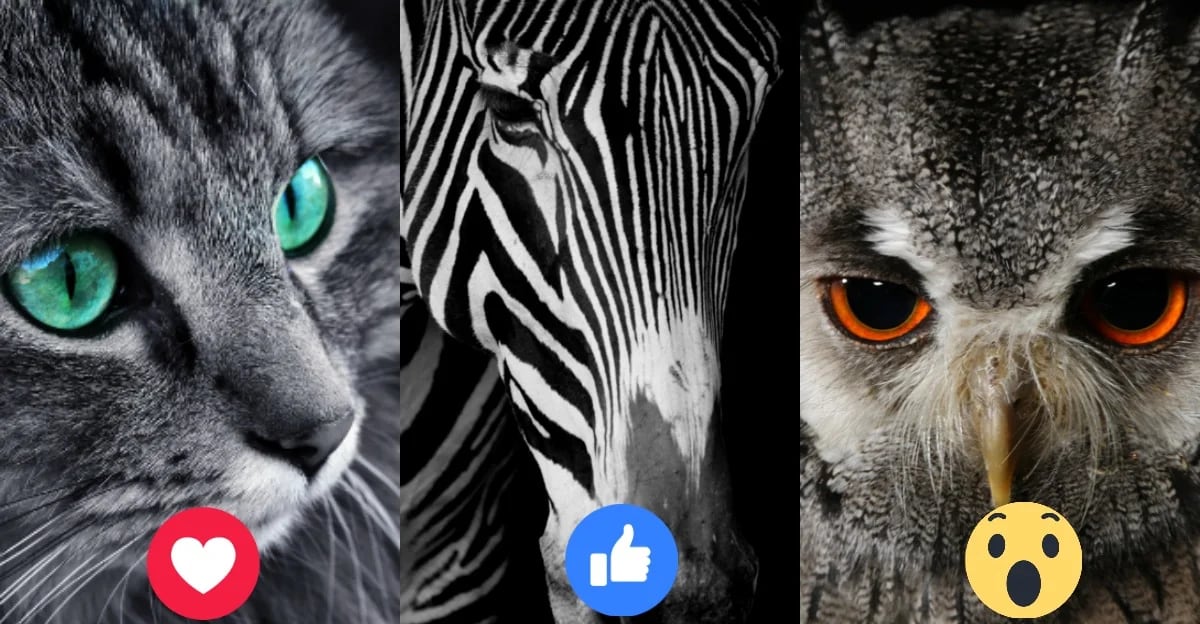 Test visual: Escoge un animal de este test visual y revela los deseos más profundos de tu alma.