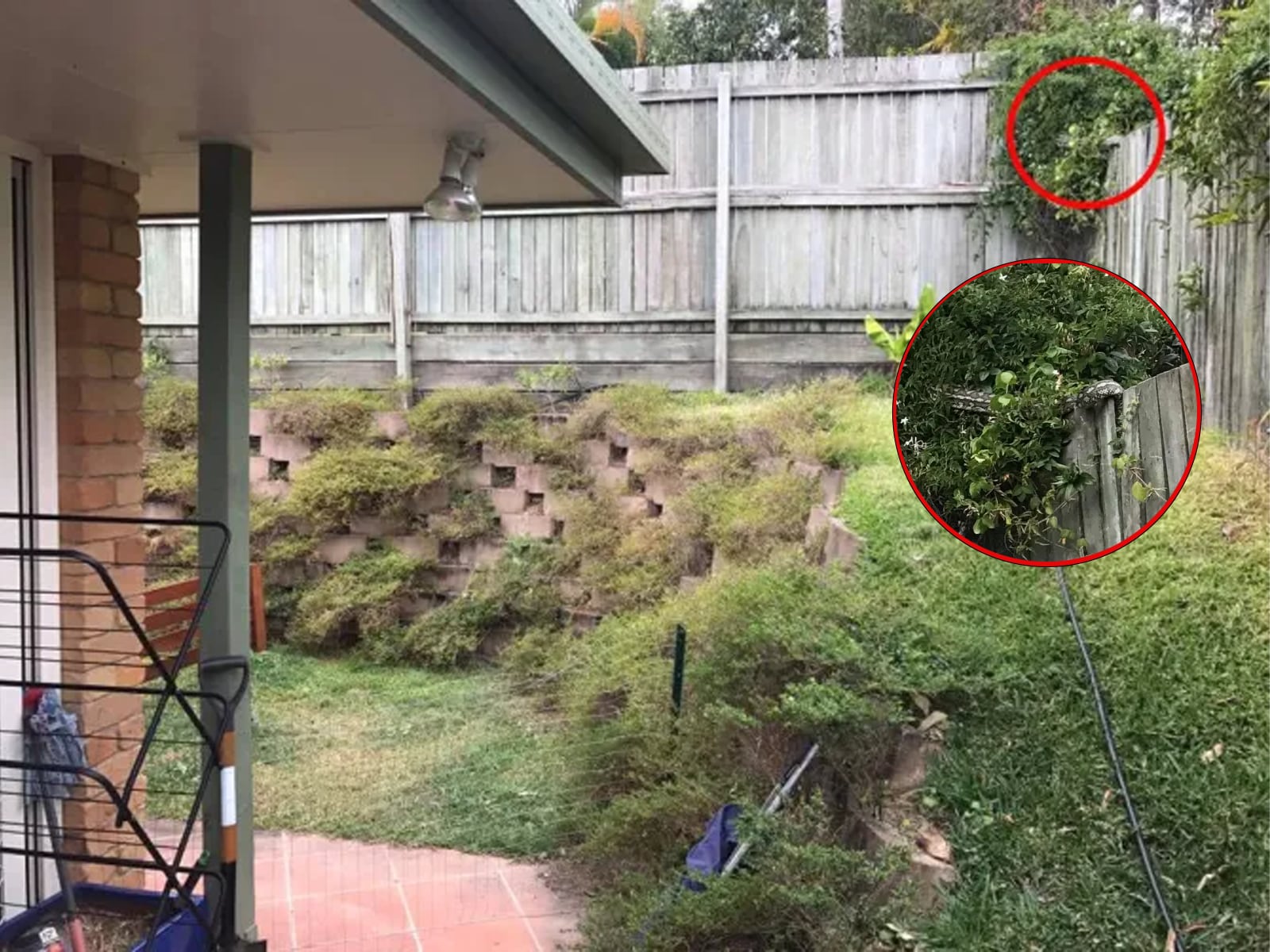 DESAFÍO VISUAL | La criatura resbaladiza logró camuflarse en la vegetación a lo largo de la cerca. | Sunshine Coast Snake Catchers