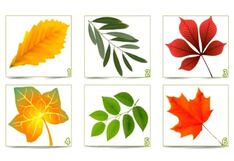 Saldrá a la luz cómo eres realmente cuando selecciones una hoja