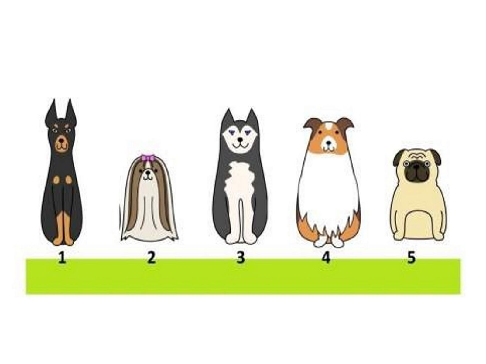 TEST VISUAL | Observa las imágenes con atención y elige al perro que más te guste y con el que sientas mayor afinidad. (@Radiomitre)