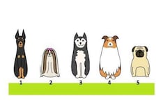 Elige a tu perro favorito y descubre qué pones primero en tu vida