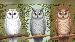 Elige uno de los tres búhos en esta imagen para descubrir qué tan inteligente eres