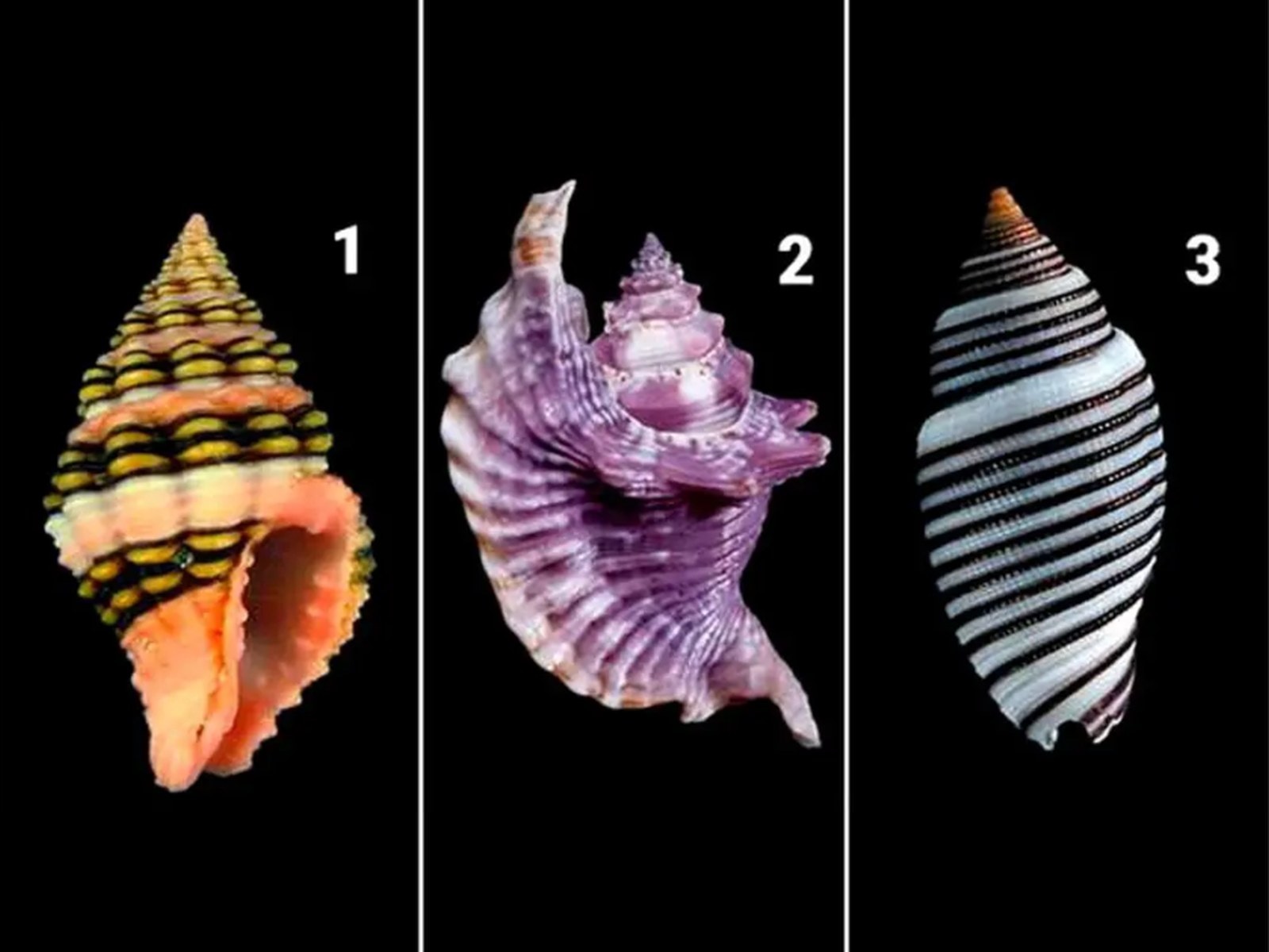 TEST VISUAL | Esta imagen te muestra tres conchas marinas y tú tienes que elegir una. (Foto: namastest.net)