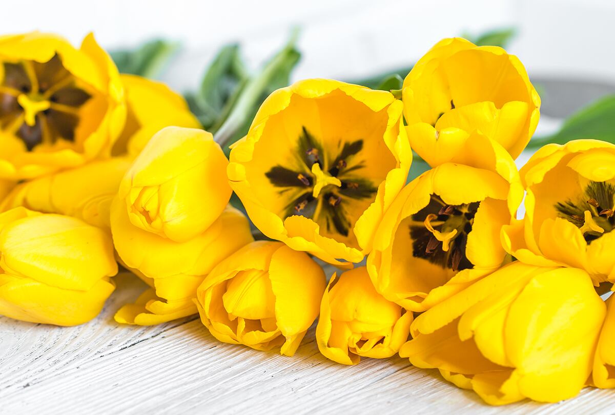 Tulipanes. (Foto: Freepik)