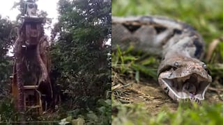 Se topan con descomunal serpiente oculta en el Caribe y aseguran es la más grande del mundo