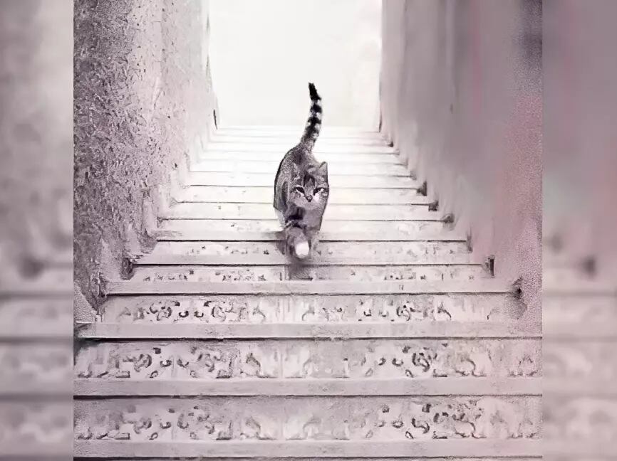 Descubre si eres inteligente según veas que el gato sube o baja las escaleras (Foto: GenialGuru).