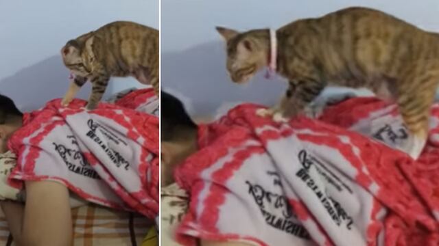 Gato que ‘da masajes’ a su dueño asombra a miles en Internet