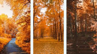 ¿Qué otoño te parece más hermoso? Tu elección te brindará detalles de tu esencia