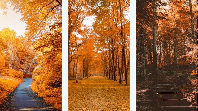 ¿Qué otoño te parece más hermoso? Tu elección te brindará detalles de tu esencia