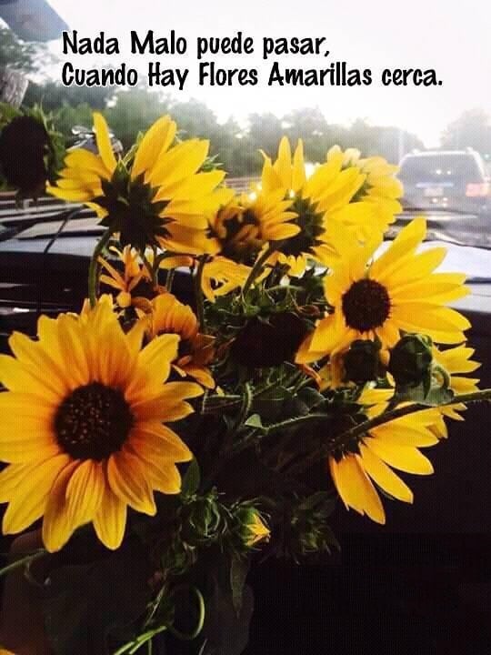 Imágenes de flores amarillas (Foto: Internet)