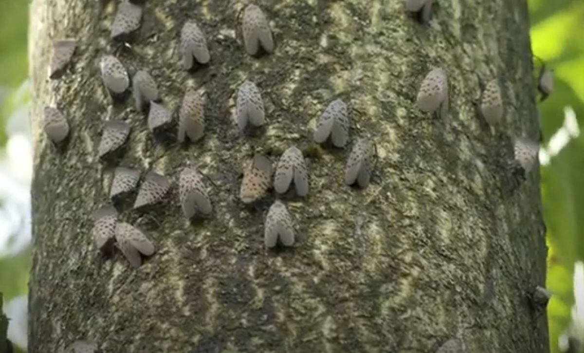 Mosca linterna moteada es una plaga que afecta varios estados del este de Estados Unidos (Foto: Usda)