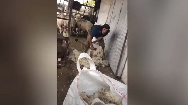 “¡No me las cortes!”: Edinson Cavani esquila ovejas en una granja de Salto mientras espera un vuelo a París [VIRAL]