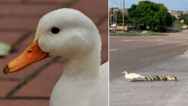 El increíble momento en que una familia de patos se salva de morir al cruzar por una pista