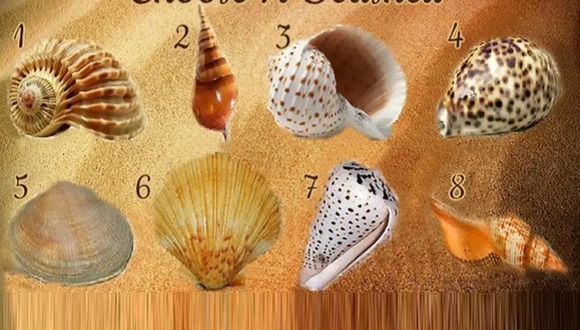 TEST VISUAL | En esta imagen hay bastantes conchas marinas. Selecciona una. (Foto: namastest.net)
