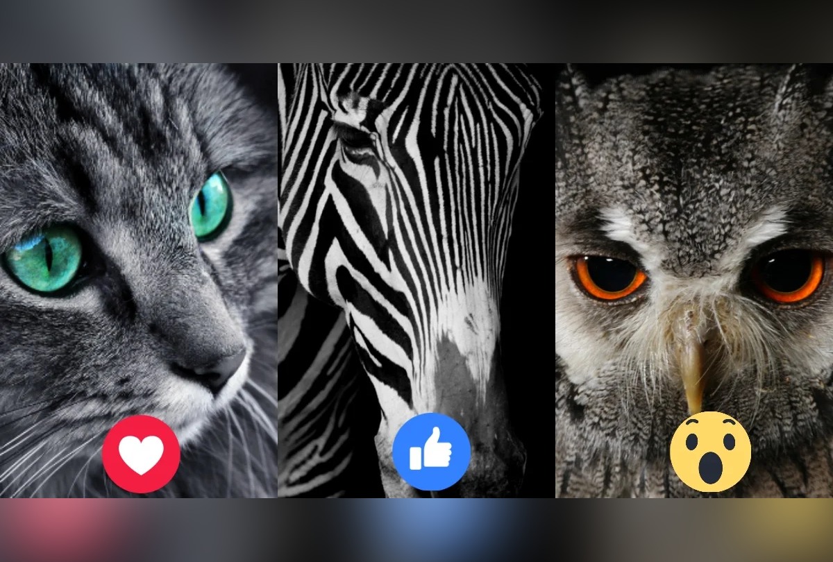 Test visual: Escoge un animal de este test visual y revela los deseos más profundos de tu alma.