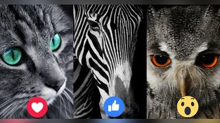 Elige uno de los tres animales y revela los deseos de tu alma con este test visual
