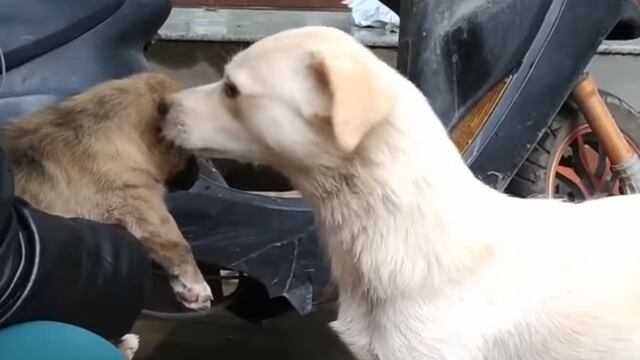 ¡Esto es lo mejor que verás en redes! El conmovedor adiós de una perrita y su cachorro que fue adoptado 