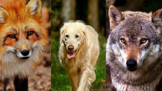 ¿Perro, lobo o zorro? El animal que prefieras revelará tu verdadero instinto