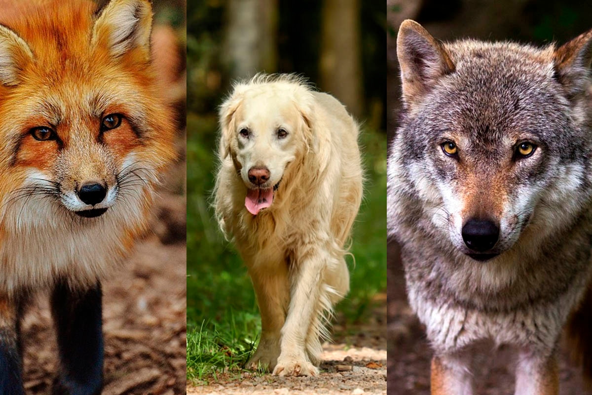 Debes elegir al animal que más te agrada o gusta, y luego podrás conocer los resultados del test visual. | Foto: Composición/Pixabay