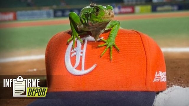 Serie del Caribe de Béisbol: ¿por qué Caribes de Anzoátegui extraña a la iguana 'Elena'?