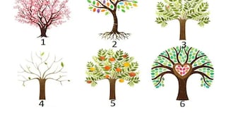 Información acerca de tu forma de ser es lo que recibirás al elegir un árbol