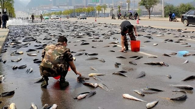 Lluvia de peces en Irán: ¿qué es, por qué ocurre este fenómeno y qué significa?