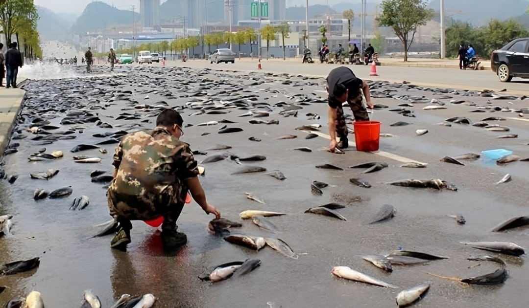 Lluvia de peces en Irán sorprende a los ciudadanos (Foto: Agencias).