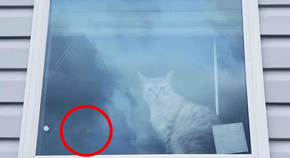 Respuesta al acertijo: ¿Serás capaz de encontrar al segundo gato oculto en la ventana? ¡Tienes solo 5 segundos! (Foto: GenialGuru)