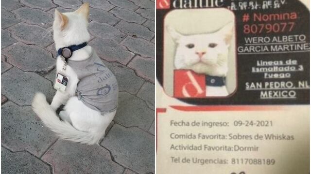 Gato es ‘contratado’ como vigilante en empresa de México y su historia se vuelve viral