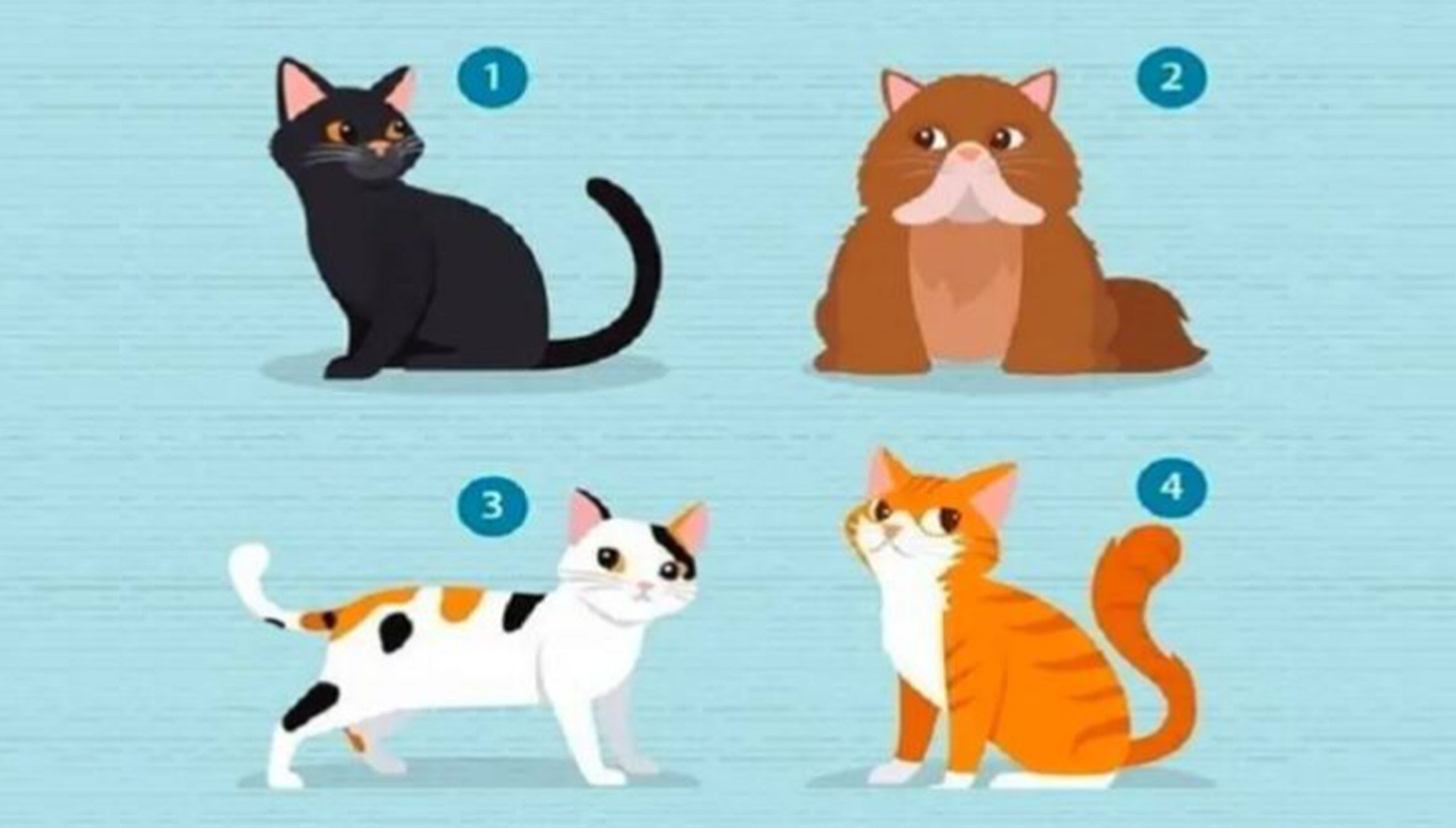 TEST VISUAL | Esta imagen te muestra cuatro gatos. Escoge uno. (Foto: namastest.net)