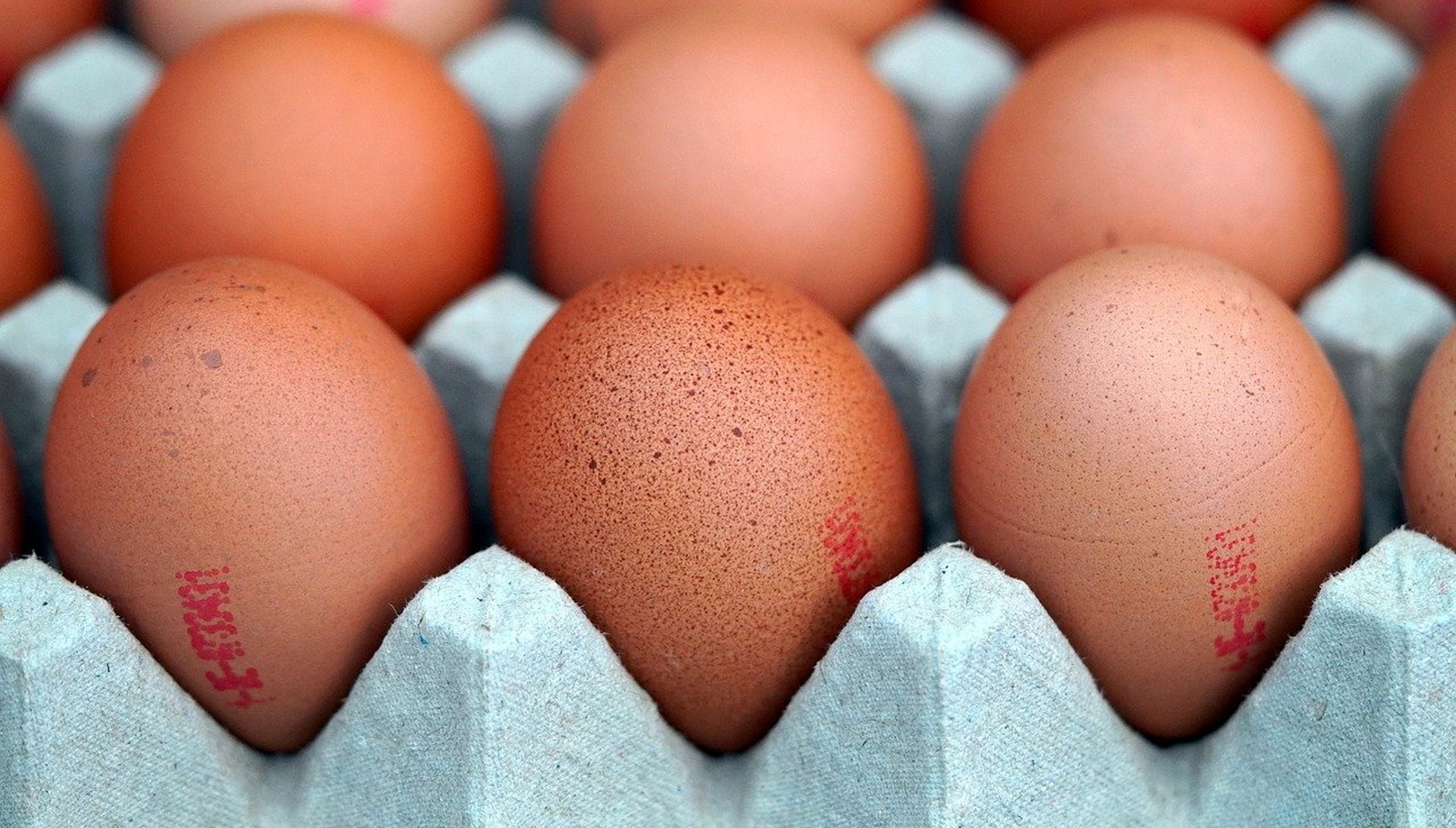 Esta imagen muestra muchos huevos. (Foto: Matthias Böckel / Pixabay)