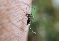 Virus Oropouche: qué es la fiebre de la pereza, cuáles son sus síntomas y cómo se contagia