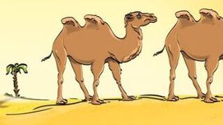 Reto visual 2021: encuentra el error en el acertijo del camello cuanto antes [FOTO]